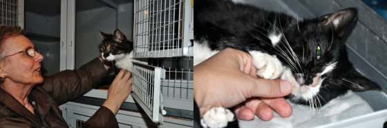 Trude und Lola, zwei betagte und äußerst nette Katzendamen, von ihren Besitzern einfach ausgesetzt Trude und Lola, zwei betagte und äußerst nette Katzendamen, von ihren Besitzern einfach ausgesetzt