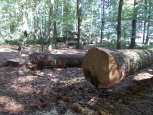 Betriebsplatz Weißenmoor Z2: Etwas Natur muss weichen.
