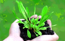 Hände halten Keimlinge auf Komposterde