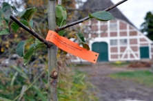 Neu gepflanzter Vierländer Wohlschmecker, im Hintergrund der Eggers'sche Hof in der Ohe