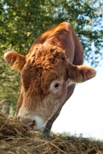 Dieses Demeter-Rind ernährt sich garantiert ohne Gentechnik und ohne Pestizide.