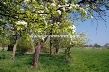 Blühende Apfelbäume auf einer Weide