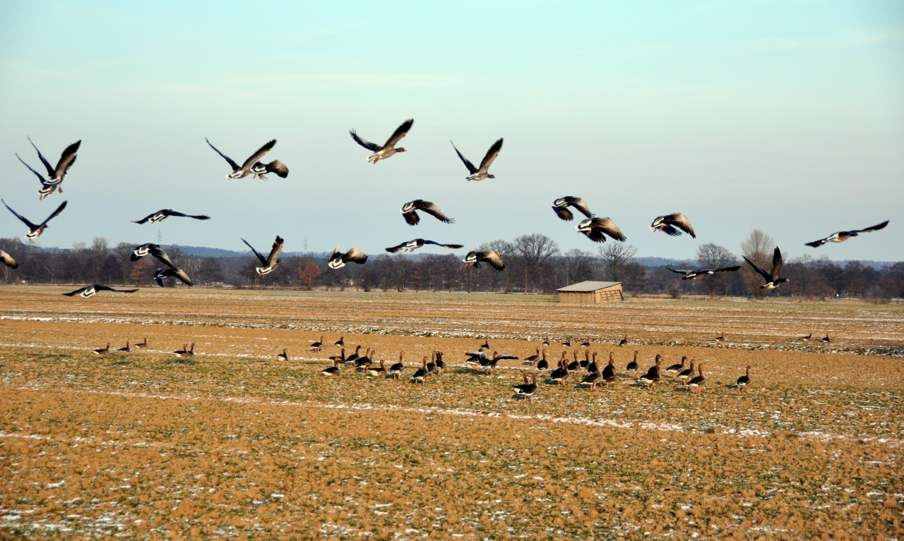 Graugänse auf Acker und im Abflug Graugänse auf Acker und im Abflug