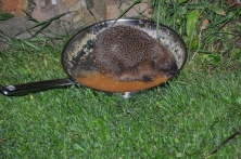 Igel in der Bratpfanne