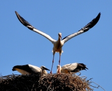 2010 haben Rolf und seine Frau 2 Junge auf dem Grundmann-Hof im Achterschlag großgezogen.