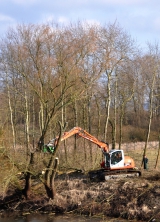Baumfällung (Symbolfoto)