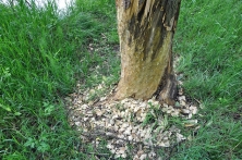 Fraßspuren des Bibers (Castor fiber L.)