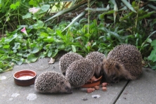 5 Igel beim Fressen