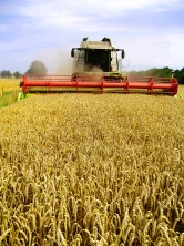 Mähdrescher bei der Weizenernte